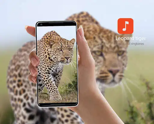 Play Leopard Tiger Sound Effects  and enjoy Leopard Tiger Sound Effects with UptoPlay