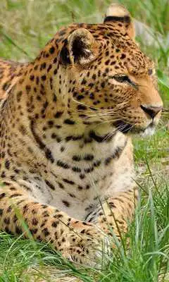 Play Leopard Wallpaper