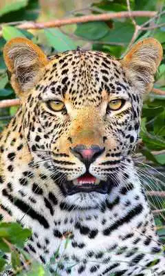 Play Leopard Wallpaper