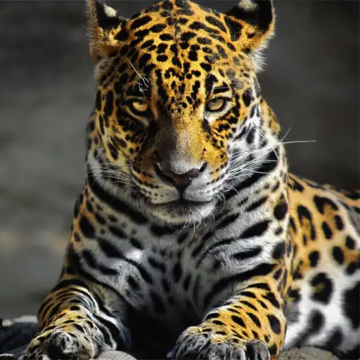Play Leopard Wallpapers APK Play Leopard Wallpapers APK
