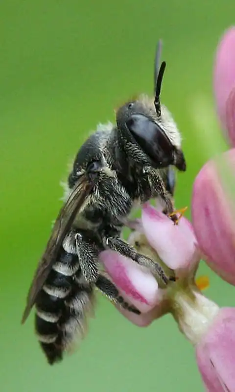 Play Let it BEE wallpeper