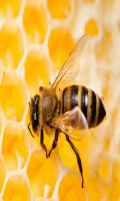Play Let it BEE wallpeper