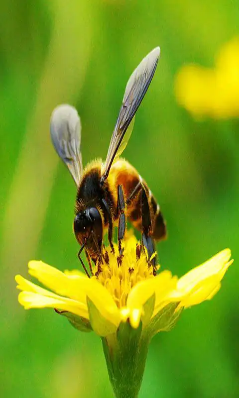 Play Let it BEE wallpeper