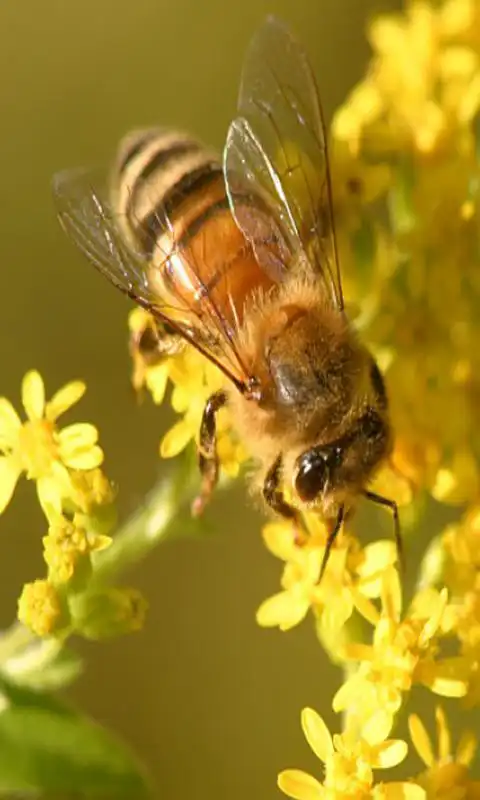 Play Let it BEE wallpeper