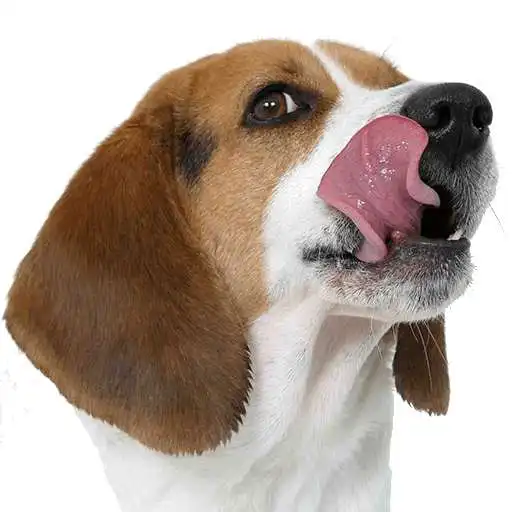 Free play online Licking Dog Live Wallpaper  APK
