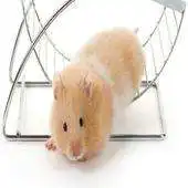 Free play online Life of Hamster APK