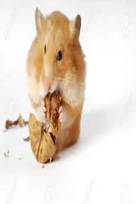 Play Life of Hamster