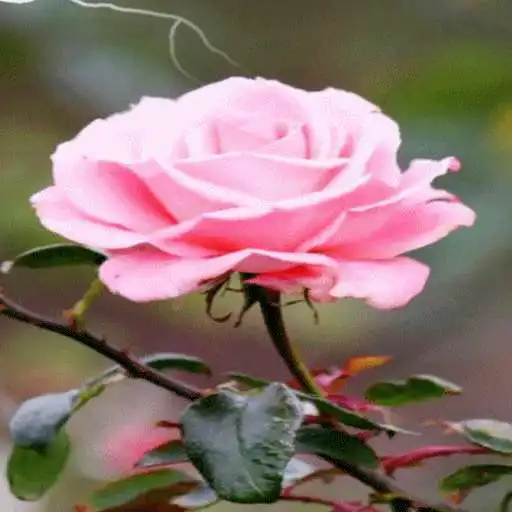 Play Lighting Pink Rose LWP APK Play Lighting Pink Rose LWP APK