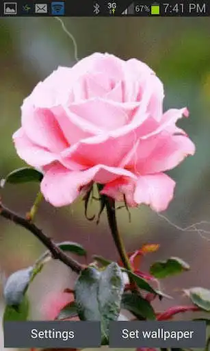 Play Lighting Pink Rose LWP  and enjoy Lighting Pink Rose LWP with UptoPlay