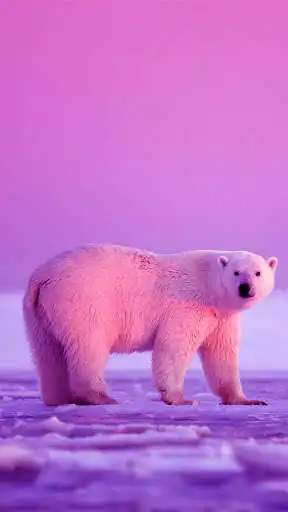 Play Light Wallpaper - HD  and enjoy Light Wallpaper - HD with UptoPlay