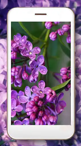 Play Lilac Paradise Live Wallpaper as an online game Lilac Paradise Live Wallpaper with UptoPlay