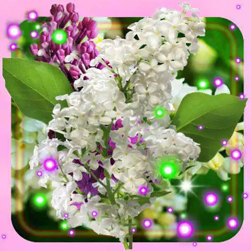 Play Lilac Purple n White APK Play Lilac Purple n White APK