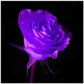 Free play online Lilac Roses APK Free play online Lilac Roses APK