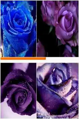 Play Lilac Roses