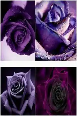 Play Lilac Roses