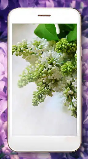 Play Lilac Tenderness as an online game online Lilac Tenderness with UptoPlay com.muspelheim809.lilactendernesslivewallpaper Play Lilac Tenderness as an online game Lilac Tenderness with UptoPlay