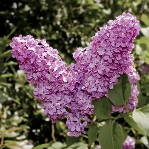 Play Lilac Wallpapers APK