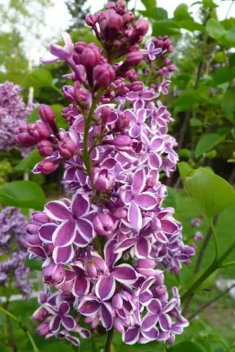 Play Lilac Wallpapers  and enjoy Lilac Wallpapers with UptoPlay