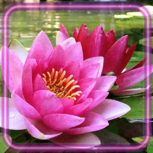 Play Lilies of Lake APK