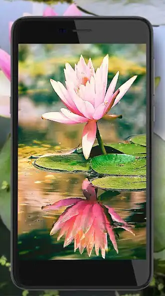 Play Lilies of Lake  and enjoy Lilies of Lake with UptoPlay