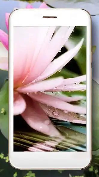 Play Lilies of Lake as an online game Lilies of Lake with UptoPlay