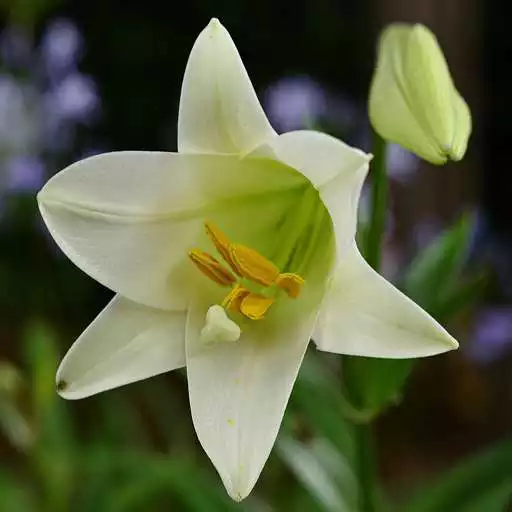 Play Lily Flower Backgrounds APK Play Lily Flower Backgrounds APK