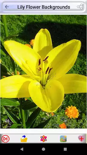 Play Lily Flower Backgrounds  and enjoy Lily Flower Backgrounds with UptoPlay