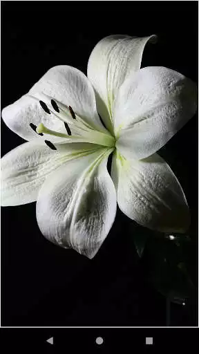 Play Lily Flower Backgrounds as an online game Lily Flower Backgrounds with UptoPlay