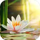 Free play online Lily  Wallpaper HD APK