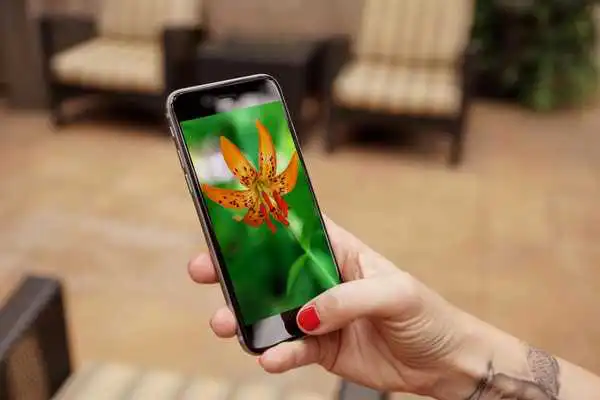 Play Lily  Wallpaper HD