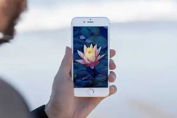 Play Lily  Wallpaper HD