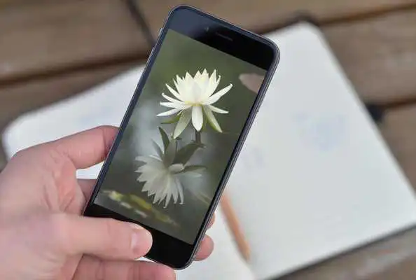 Play Lily  Wallpaper HD