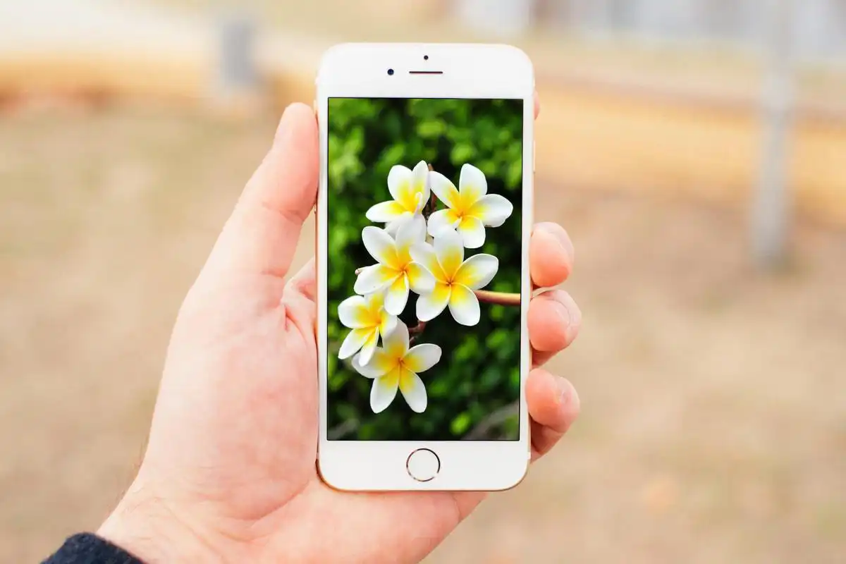 Play Lily  Wallpaper HD