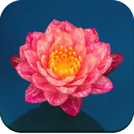 Free play online Lily Wallpaper APK Free play online Lily Wallpaper APK