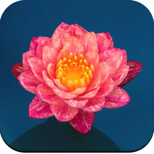 Play Lily Wallpaper APK