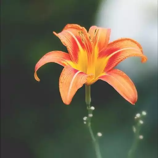 Free play online Lily Wallpapers APK Free play online Lily Wallpapers APK