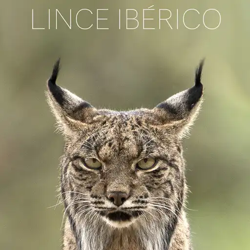 Play LINCE IBÉRICO APK Play LINCE IBÉRICO APK