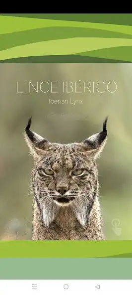 Play LINCE IBÉRICO  and enjoy LINCE IBÉRICO with UptoPlay