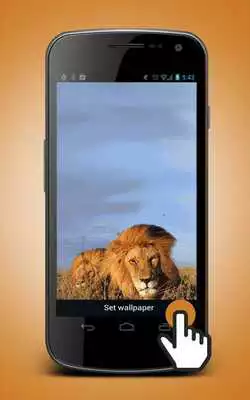 Play Lion Animated Wallpaper