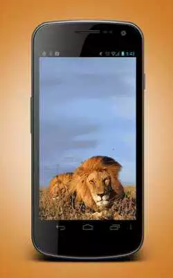 Play Lion Animated Wallpaper