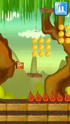 Play Lioncube of jungle