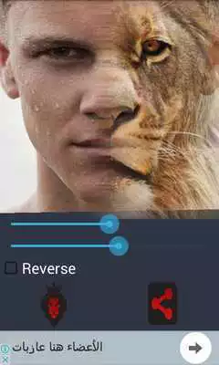 Play Lion Face Morphing