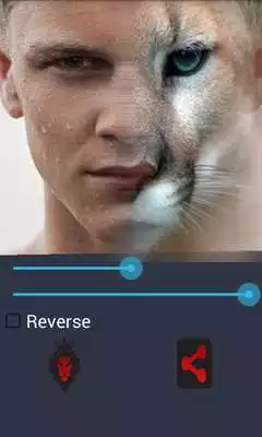Play Lion Face Morphing