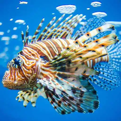 Play Lionfish Wallpaper APK
