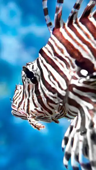 Play Lionfish Wallpaper and enjoy Lionfish Wallpaper with UptoPlay Play Lionfish Wallpaper and enjoy Lionfish Wallpaper with UptoPlay