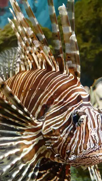 Play Lionfish Wallpaper as an online game online Lionfish Wallpaper with UptoPlay Play Lionfish Wallpaper as an online game Lionfish Wallpaper with UptoPlay