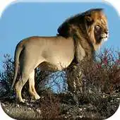 Free play online Lion Games for Kids : Free APK