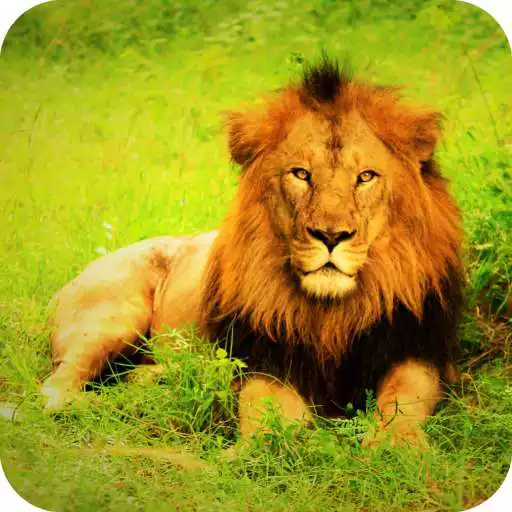 Play Lion Hd Wallpaper APK