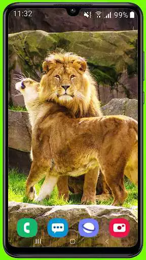 Play Lion Hd Wallpaper as an online game Lion Hd Wallpaper with UptoPlay