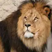 Free play online Lion iSlider slide Puzzles APK Free play online Lion iSlider slide Puzzles APK